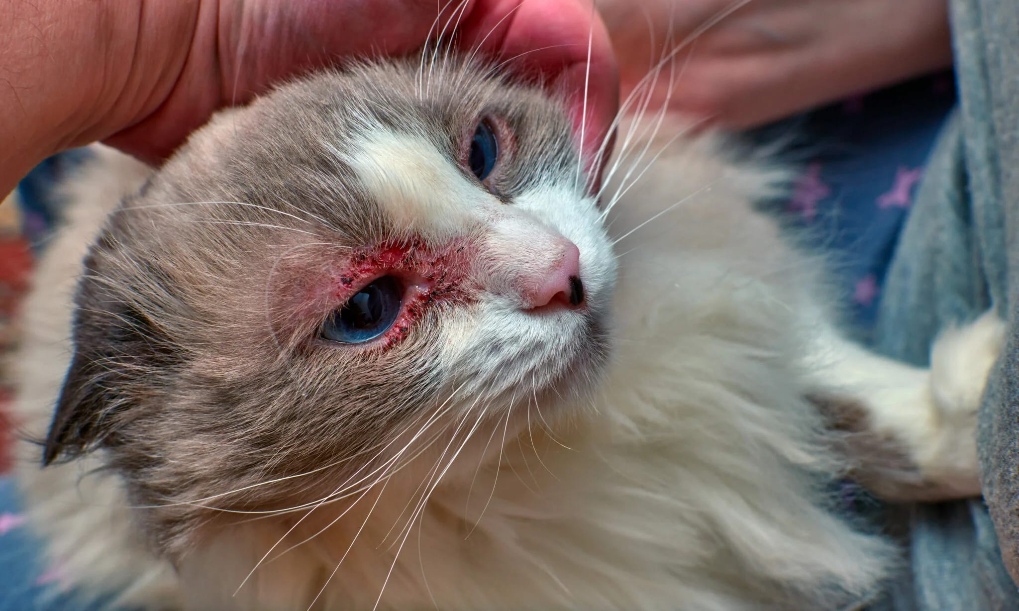 Nina, uma gatinha resgatada que precisa de ajuda