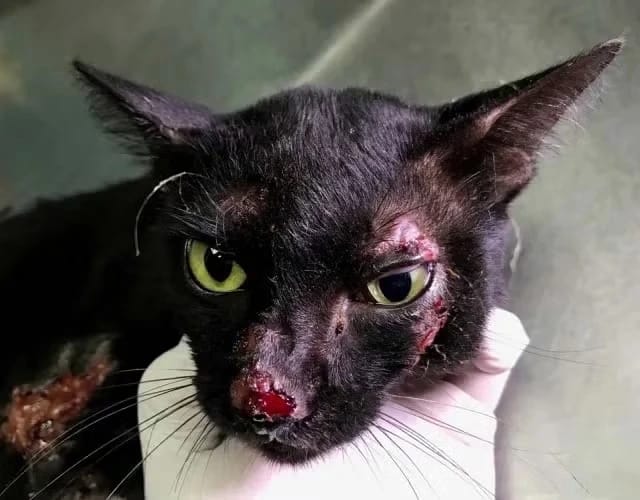 Luna, uma gatinha resgatada que precisa de ajuda