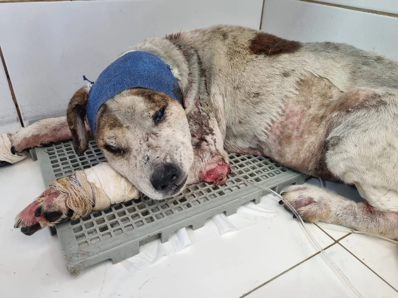 Thor, um cachorro resgatado que precisa de ajuda