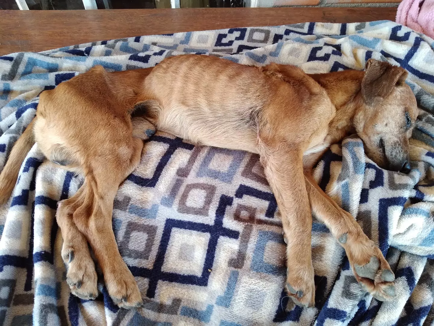 Simba, um filhote resgatado que precisa de ajuda