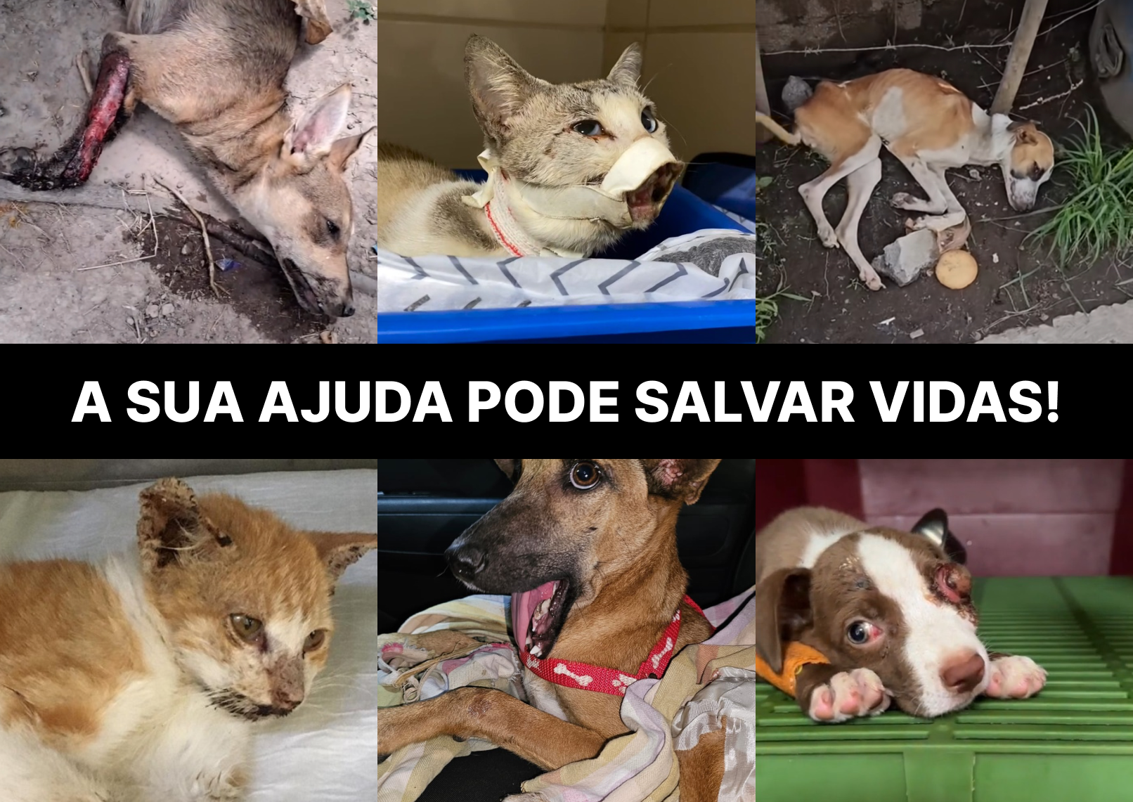 Animais resgatados que precisam de ajuda - A SUA AJUDA PODE SALVAR VIDAS!